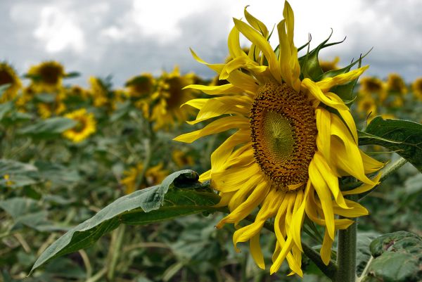 Sunflower